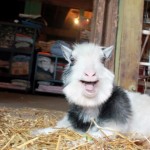 Baine the dwarf goat smiles