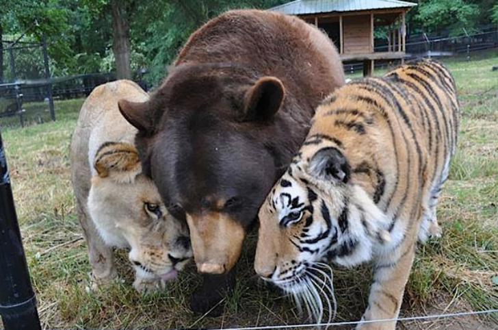 Unusual Animal Friendships - Bear and Tigers
