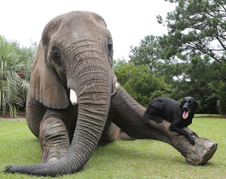 Elephant and Dog 