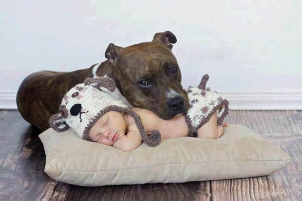Pit Bull and Baby