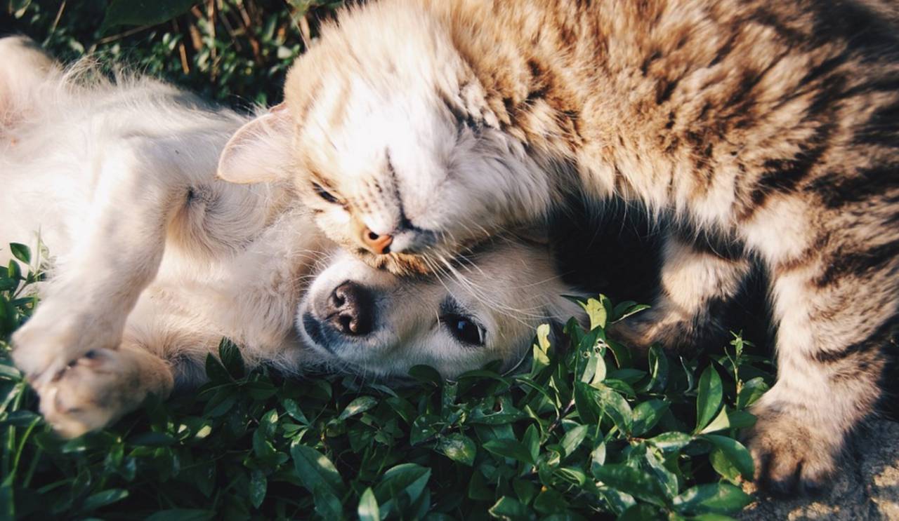 Dog and Cat Loving Each Other In the Grass