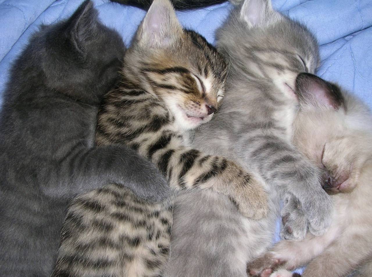By Eli Duke - kittens spooning, CC BY-SA 2.0, https://commons.wikimedia.org/w/index.php?curid=11830949
