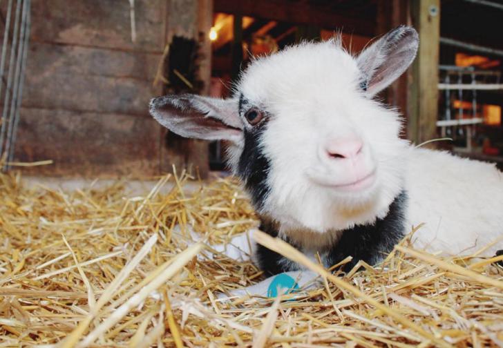 Dwarf Goat Smiling 