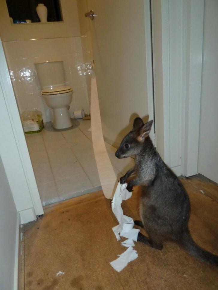 Kangaroo brings toilet paper out of bathroom