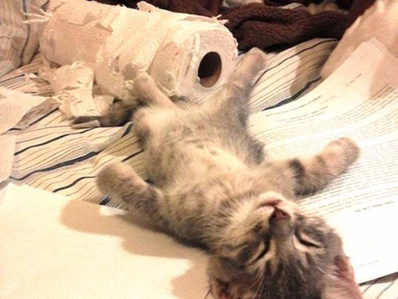 Guilty Animals - kitten falls asleep after destruction