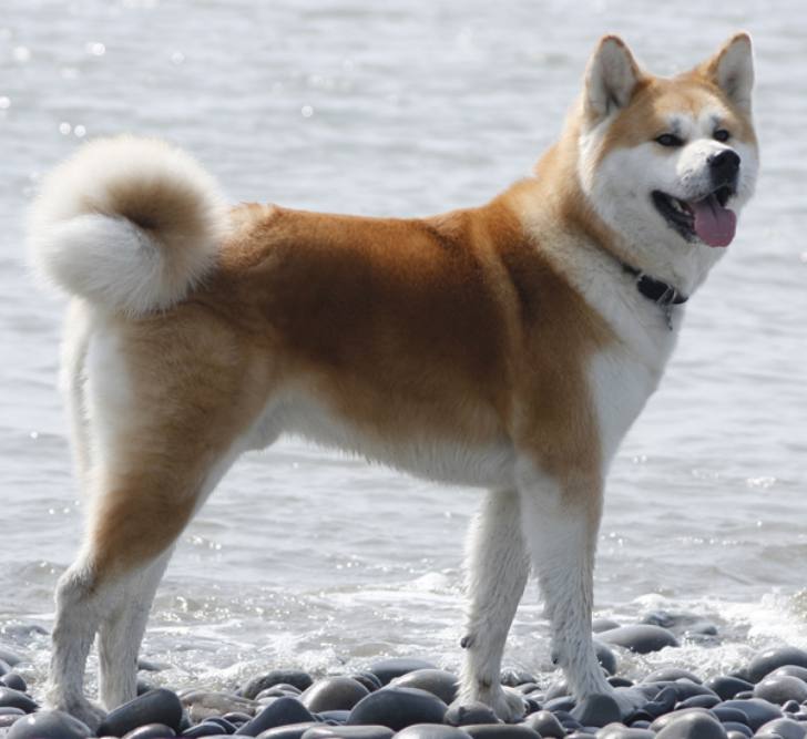 Akita - Loyal Dog Breeds