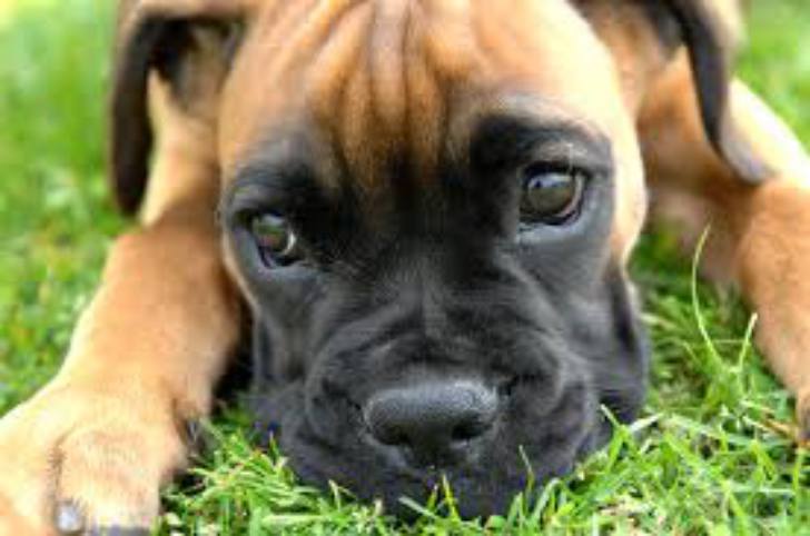 Boxer Puppy - Loyal Dog Breeds