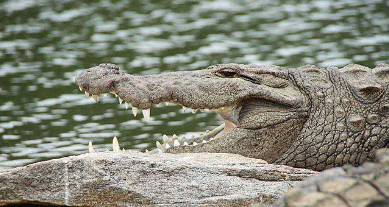 Dangerous Animals - Crocodile