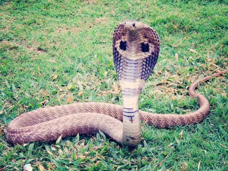 Dangerous Animals - King Cobra
