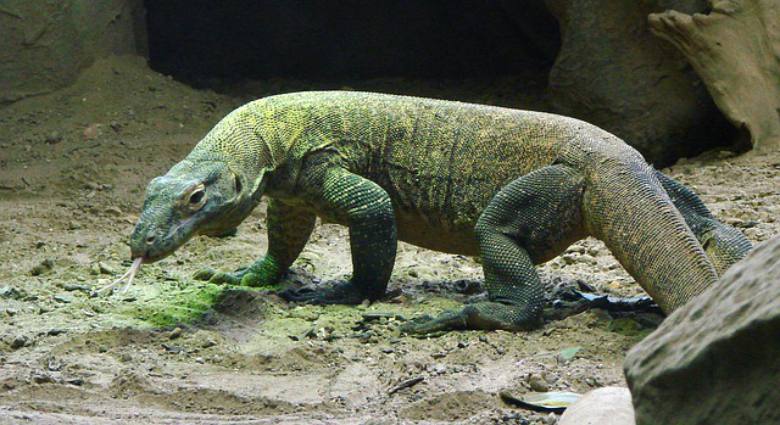 Dangerous Animals - Komodo Dragon