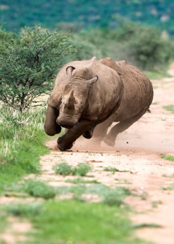 Dangerous Animals - Rhinos Running