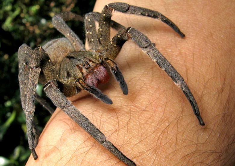 Dangerous Animals - Wandering Spider