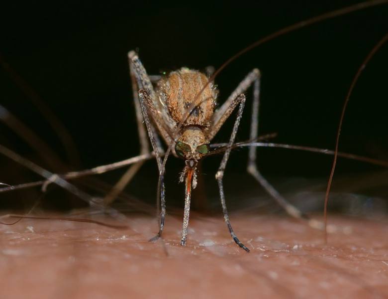 Dangerous Animals - mosquito