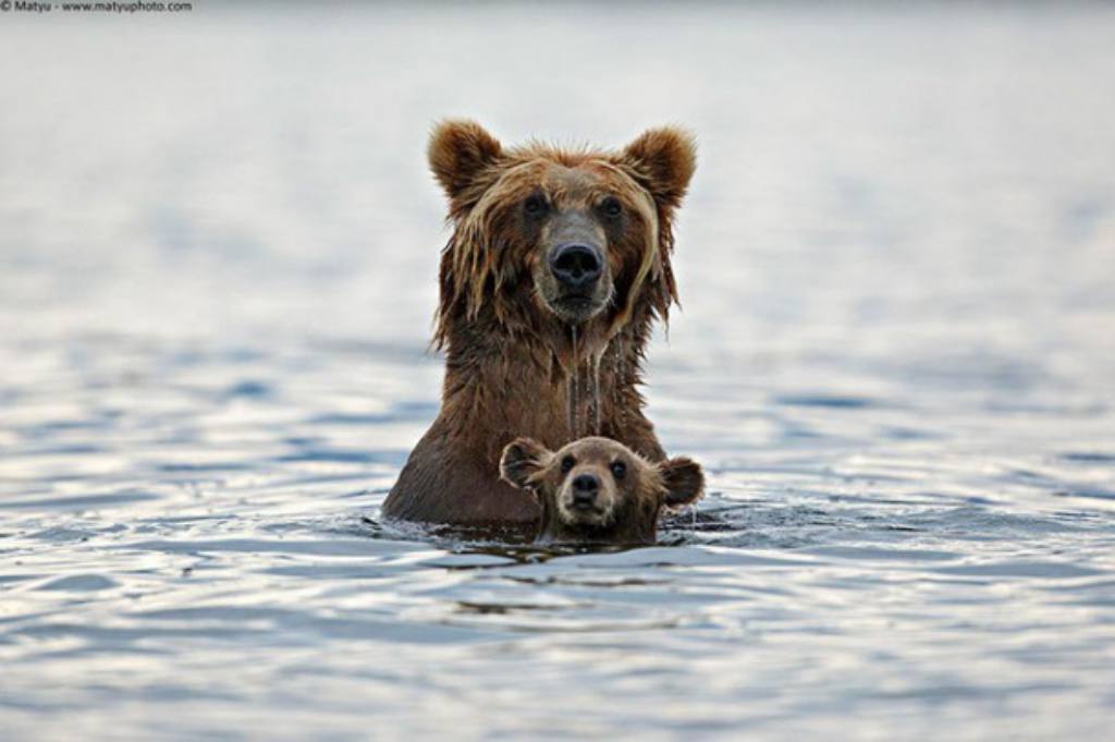 Bears Swimming Parenting