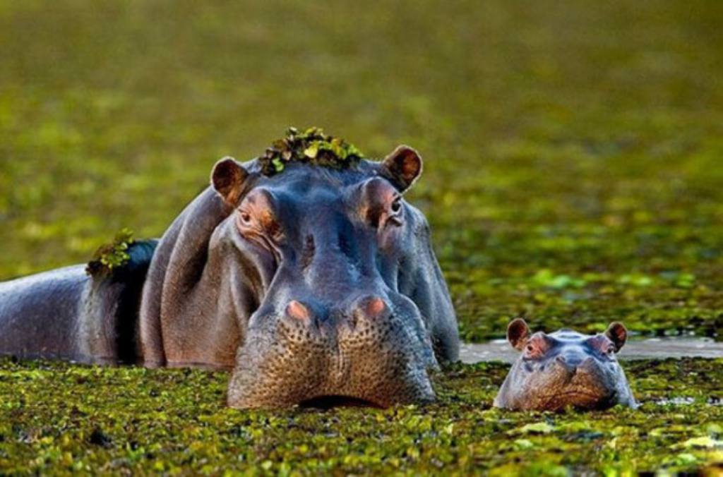 Hippos Parenting