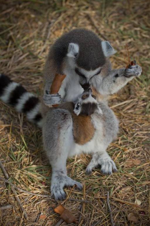 Lemur parenting