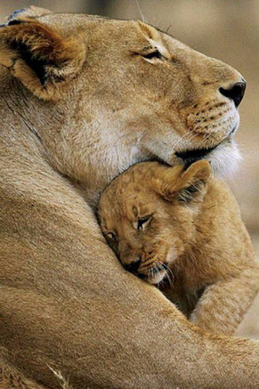 Lion Snuggle Parenting