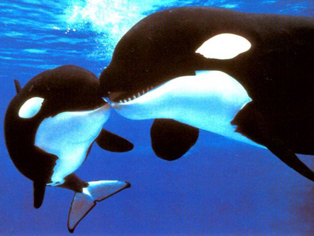 Orcas Parenting