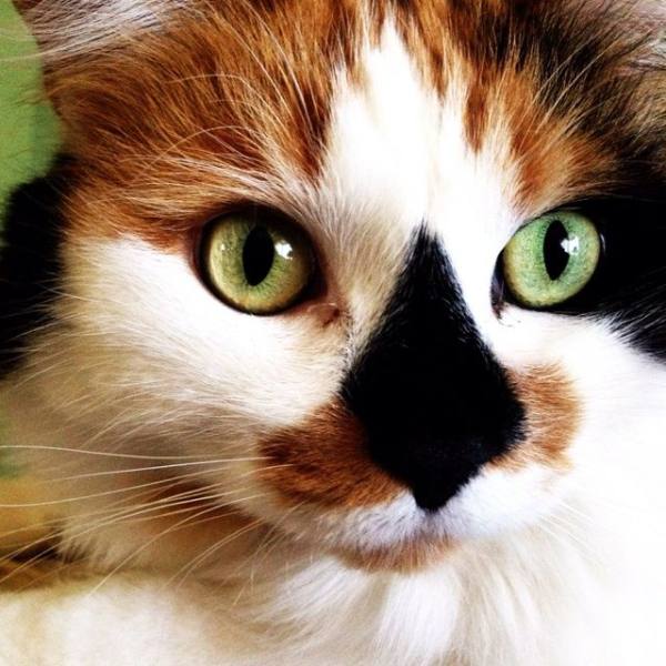Strange Fur Patterns - Black nose Cat