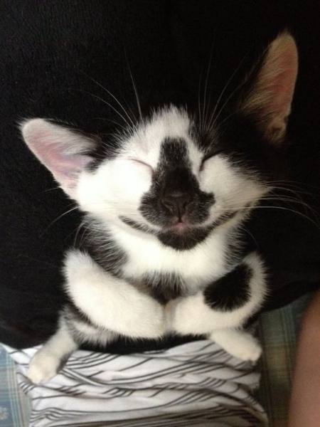 3 - Strange Fur Patterns - Kitty Smiling