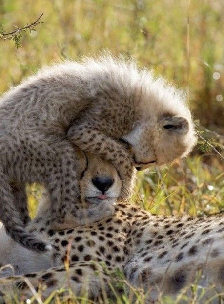 Cheetah Parenting 2