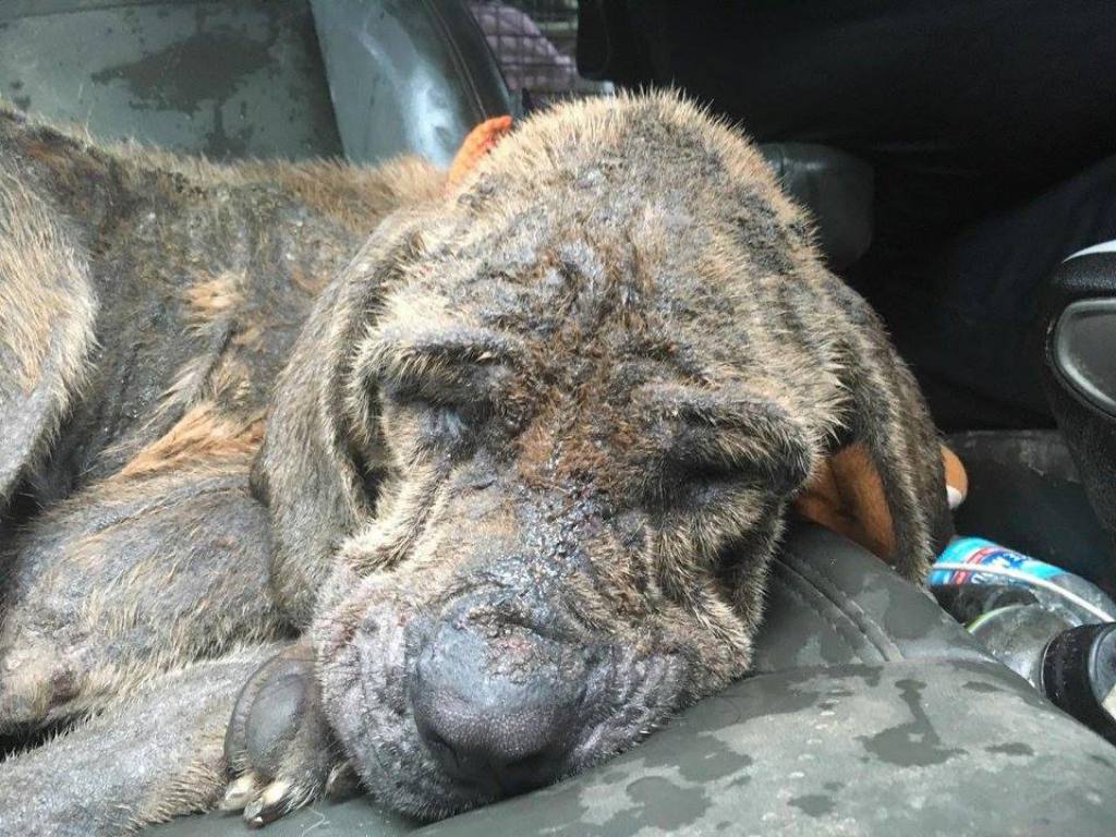 Halo Asleep In Route To Vet - Transformation