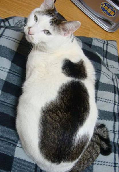 strange fur patterns-Cat within a cat 