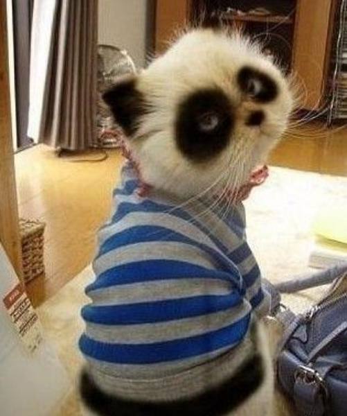 Strange Fur Patterns - Panda Cat
