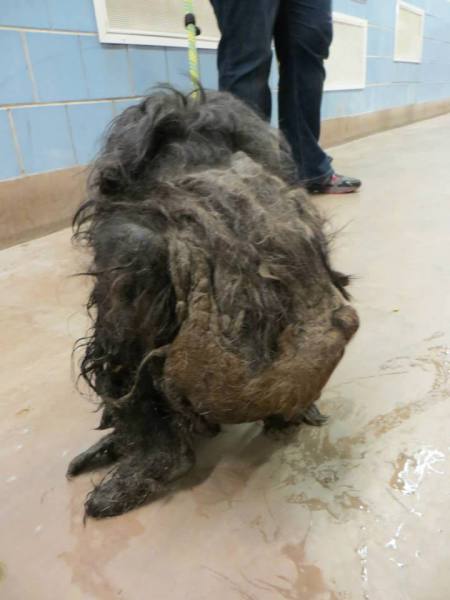 Shelter Animal Transformation -Ellen - a large matted hairy mess