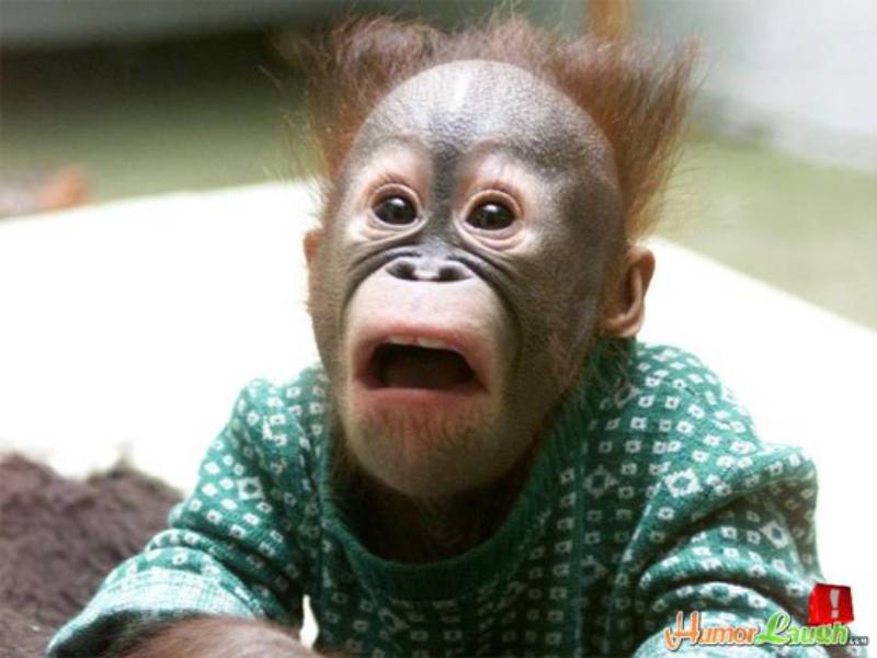 Silly animals - shocked monkey 