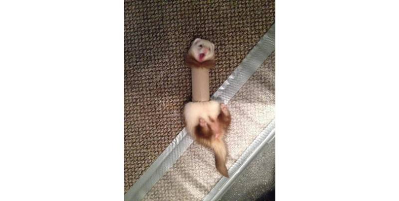 Silly Animals - Ferret in toilet paper roll
