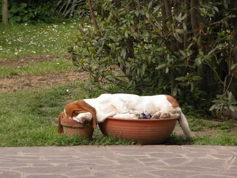 Strange Sleeping Positions - basset hound in flower pot
