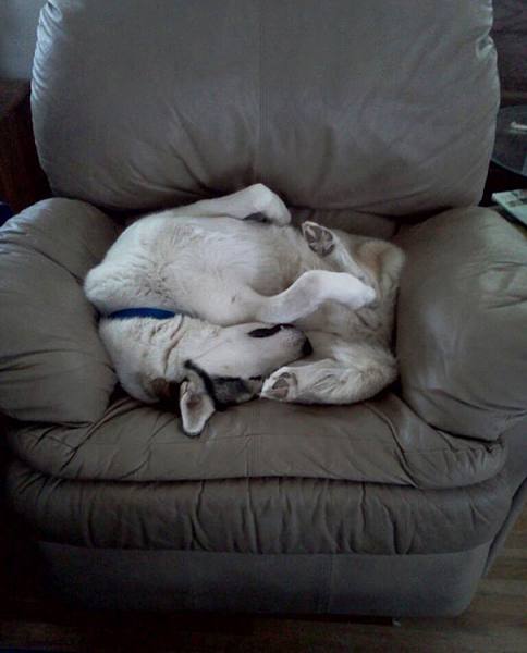 Silly Animals - Dog sleeping awkwardly on chair 