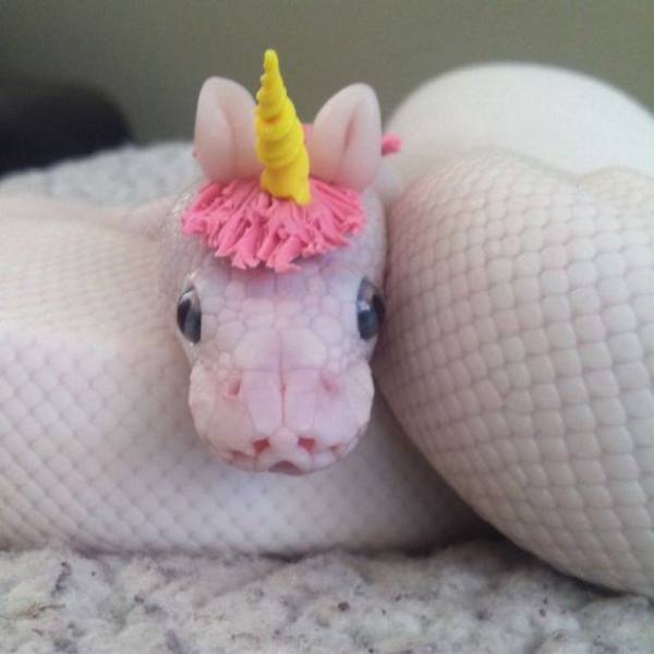 Silly Animals - Snake wears unicorn hat 