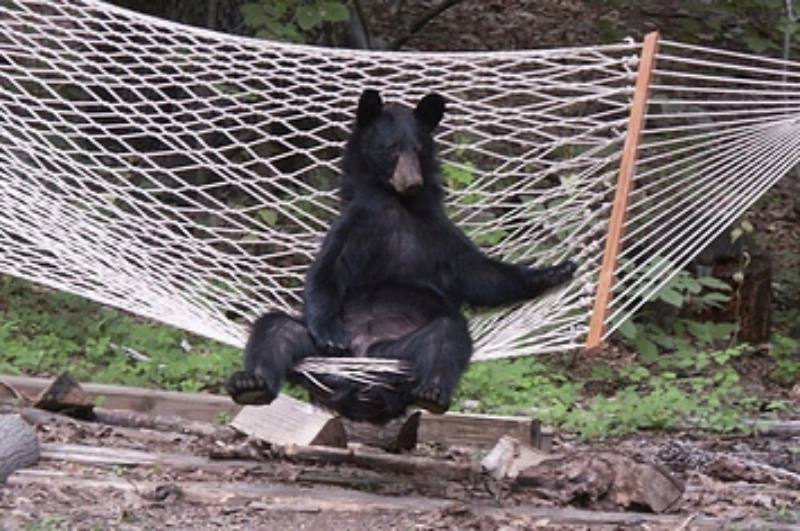 Silly Animals - Bear in a hammock 