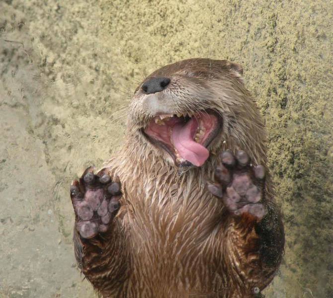 Silly Animals - Otter with tongue out