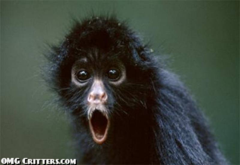 Silly Animals - Monkey Shocked 