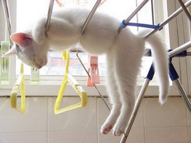  cat on a rack