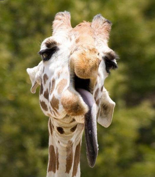 Silly Animals - Giraffe with tongue out