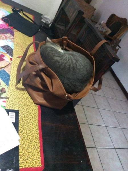 Cat takes nap in purse