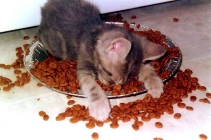 Cat in food bowl