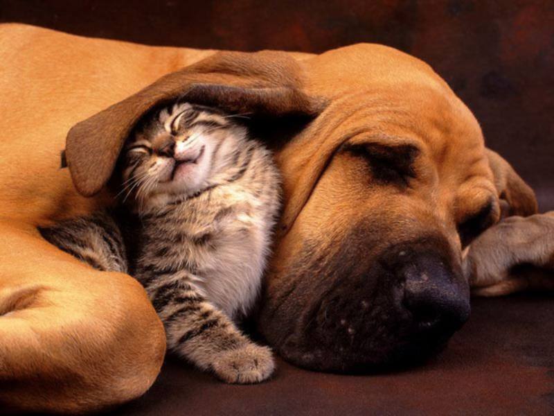 Cat sleeping under large dog ear