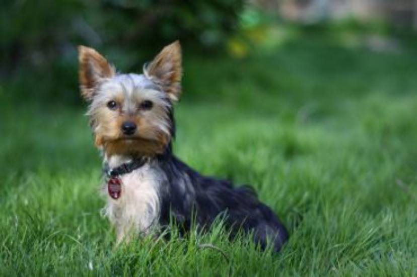 Smartest Dog Breeds - Yorkshire Terriers