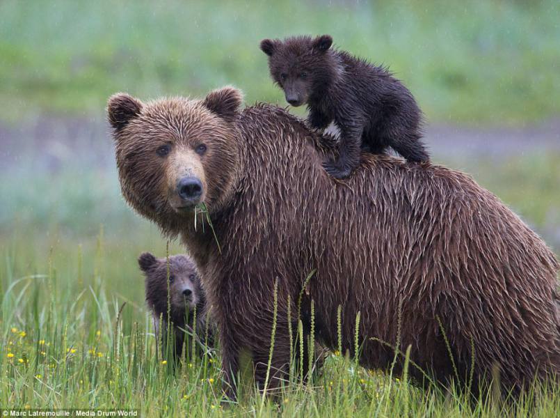 Animal Saves Human Lives - Bear and cubs