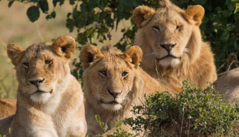 Animals Saving Human Lives - Lions 