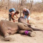 elephant caught in snare