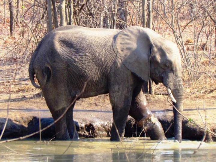Elephant Caught In Snare - Wading in the water 