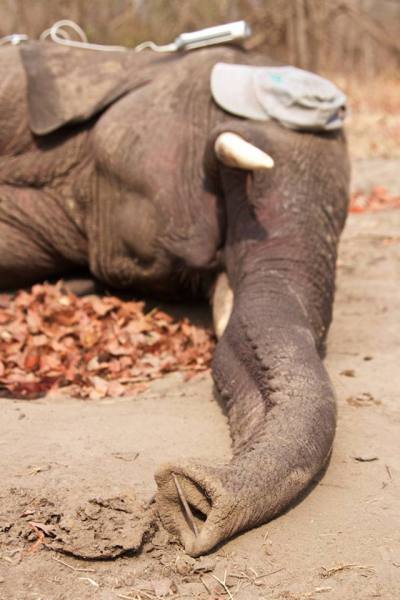 Elephant Caught in Snare - Sedated