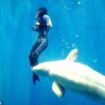 Animals Save Human Lives - Whale and diver