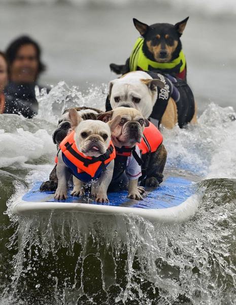 Animals Behaving Like Humans - dogs surfing
